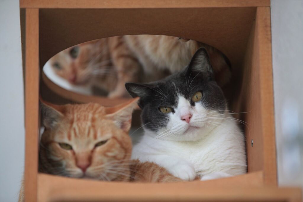 A imagem mostra três gatos dentro de uma estrutura de madeira, provavelmente um arranhador ou casinha para gatos. Na frente, dois gatos estão deitados lado a lado. O gato à esquerda é um gato tigrado laranja, com os olhos semiabertos, parecendo relaxado ou sonolento. O gato à direita é cinza com branco, com olhos grandes e amarelo-esverdeados, olhando diretamente para a câmera com uma expressão calma. Ao fundo, através de uma abertura oval na madeira, aparece o rosto desfocado de outro gato tigrado laranja, olhando para o lado. A iluminação é suave e natural, ressaltando a textura do pelo dos gatos e criando uma atmosfera acolhedora e tranquila dentro do espaço de madeira onde eles estão.