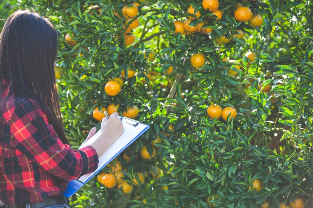 A imagem mostra uma jovem mulher de perfil, com cabelos longos e escuros, vestindo uma camisa xadrez vermelha e preta. Ela está em um pomar de laranjeiras, cercada por árvores carregadas de frutas laranjas maduras. A mulher segura uma prancheta azul contra o peito e escreve em uma folha branca com uma caneta, aparentemente fazendo anotações ou inspeções. A iluminação é natural e suave, sugerindo um dia ensolarado, com a luz do sol filtrando pelas folhas das árvores. O ambiente transmite uma sensação de trabalho agrícola e contato com a natureza.