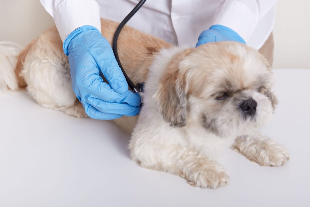 Uma imagem de estúdio mostra um veterinário examinando um cãozinho Shih Tzu com um estetoscópio, focando no cuidado e atenção médica a um animal de estimação. A composição da imagem é simples e direta, com foco nos sujeitos principais e um fundo neutro que minimiza distrações. O enquadramento é um close-up que capta a interação entre o veterinário e o cão, destacando a ação do exame. O cão está deitado sobre uma superfície clara, enquanto as mãos do veterinário, vestidas com luvas azuis, seguram o estetoscópio contra o corpo do animal. A cena é desprovida de ação dramática, transmitindo uma sensação de calma e profissionalismo. O sujeito principal é um cão da raça Shih Tzu, com pelagem longa e mista em tons de creme e castanho claro. Seus olhos estão fechados, e sua expressão parece tranquila, talvez um pouco sonolenta ou confiante no cuidado que está recebendo. As patas dianteiras estão repousando sobre a superfície, e sua cauda longa e peluda se estende para a esquerda da imagem. O veterinário é representado apenas pelas mãos, que vestem luvas descartáveis de cor azul vibrante. As luvas criam um contraste visual com a pelagem do cão e com o jaleco branco usado pelo profissional, que é visível no topo da imagem.