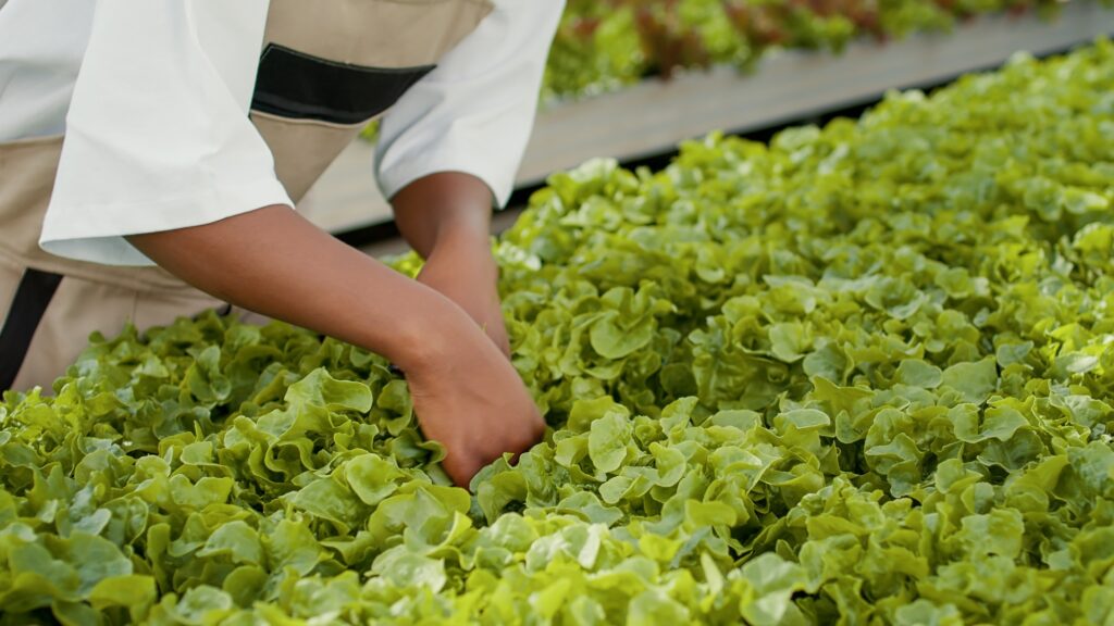 A imagem mostra uma pessoa trabalhando em uma fazenda hidropônica, focando principalmente nas mãos e antebraços enquanto cuida de uma grande quantidade de alface verde e fresca. A pessoa está vestindo uma camisa branca e um avental bege com detalhes pretos, indicando um ambiente profissional ou agrícola. O alface, com suas folhas onduladas e vibrantes, ocupa a maior parte da imagem, transmitindo uma sensação de frescor e saúde. Ao fundo, é possível ver fileiras longas de canais hidropônicos com outras plantas, incluindo algumas de folhas avermelhadas, mas estão desfocadas para dar destaque ao primeiro plano. A iluminação é suave e natural, ressaltando a textura e a cor das folhas. A imagem transmite uma atmosfera de cuidado, sustentabilidade e cultivo consciente.
