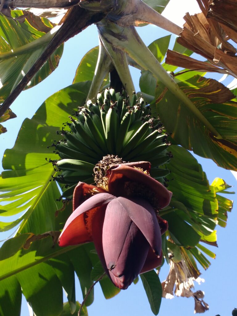 A imagem mostra um cacho de bananas em desenvolvimento, capturado de baixo para cima contra um céu azul brilhante. * No topo, encontram-se várias bananas verdes, ainda imaturas e dispostas em camadas compactas. * Abaixo das frutas, destaca-se o coração da bananeira (inflorescência), uma estrutura grande, pendente e em formato de cone, com pétalas externas de um tom arroxeado intenso. * Ao redor de todo o conjunto, grandes folhas de bananeira, algumas com sinais de secagem nas bordas, emolduram a cena, criando um contraste vibrante entre o verde da folhagem, o roxo da flor e o azul do céu.