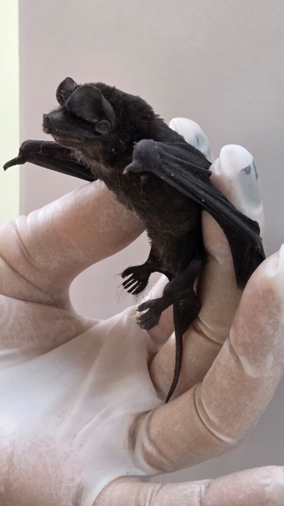 Uma fotografia em close-up apresenta um pequeno morcego preto sendo segurado com cuidado por uma mão enluvada, oferecendo um raro vislumbre da anatomia delicada e da natureza desta criatura noturna. A composição é centrada na interação entre a mão humana e o morcego, com a criatura ocupando o espaço central da imagem enquanto é gentilmente segurada pelo torso e pelas asas. O enquadramento é apertado, focando quase exclusivamente no morcego, permitindo uma observação detalhada de sua estrutura física, enquanto a mão enluvada serve como um ponto de referência para a escala do animal. A posição do morcego é lateral, permitindo que a extensão das membranas das asas e os detalhes das garras fiquem visíveis para o observador. O sujeito principal é um morcego de pelagem escura e aveludada, exibindo orelhas arredondadas características e um rosto pequeno com um focinho compacto. As membranas das asas, que formam o patágio, são visíveis em sua textura fina e escura, com garras proeminentes nas articulações dos dedos. A criatura parece estar em um estado de calma ou imobilidade, com suas pequenas pernas e garras voltadas para baixo. A mão que o segura está protegida por uma luva de látex branca, sugerindo um contexto de manuseio profissional, científico ou de resgate de vida selvagem. A imagem é uma fotografia digital de alta definição, caracterizada por uma nitidez que destaca as texturas finas do pelo do morcego e as dobras da pele das asas. Não há manipulação artística evidente; trata-se de um registro documental que utiliza luz natural ou artificial difusa para evitar sombras agressivas, garantindo que os detalhes anatômicos da criatura sejam claramente visíveis e preservados para fins de identificação ou estudo. O ambiente é neutro e desprovido de distrações, com um fundo de cor sólida, provavelmente uma parede clara, que isola o assunto principal. A iluminação é suave e uniforme, eliminando sombras fortes e destacando a silhueta do morcego contra a luva branca. A atmosfera é de cuidado, observação científica e respeito pela vida selvagem, evocando um sentimento de curiosidade e consciência sobre a fragilidade e a importância biológica desses pequenos mamíferos alados em nosso ecossistema.