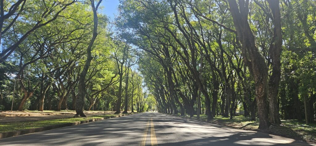Uma avenida tranquila ladeada por fileiras densas de árvores que formam um túnel verde sobre a pista. Rua de duas faixas com a linha dupla amarela no centro, sem carros visíveis, perspectiva levando o olhar para um ponto de fuga ao fundo. Grandes árvores de troncos curvos e retorcidos em ambos os lados; copas altas e entrelaçadas criam sombra pontuada sobre o asfalto. Luz solar penetrando pelas folhagens, gerando manchas claras e sombras projetadas no chão e na pista. Calçadas e canteiros gramados estreitos ao lado da via; alguns postes de iluminação e placas discretas ao longo da margem. Vegetação densa além das primeiras fileiras de árvores, sugerindo um parque ou área arborizada contínua. Atmosfera serena e fresca, típica de um corredor urbano sombreado por árvores em dia claro.
