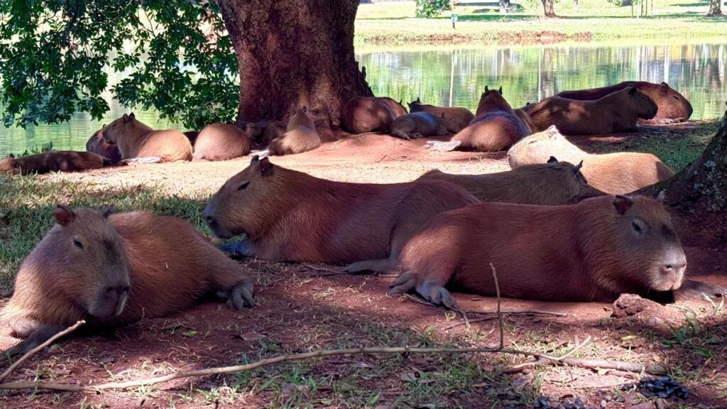 Foto de um grupo grande de capivaras descansando à sombra, próxima a um lago. Observações principais: Há cerca de 12–15 capivaras visíveis (adultos e possivelmente alguns jovens), espalhadas em grupos próximos umas das outras. A maioria está deitada no solo, relaxada ou dormindo; algumas com olhos semiabertos, outras com a cabeça apoiada no chão. Ambiente: margem gramada e de terra avermelhada, sob árvores que fazem sombra densa; ao fundo vê‑se o espelho d’água do lago com reflexos tranquilos. Iluminação: luz do dia com áreas de sol e sombra bem definidas — as capivaras preferem a sombra fresca perto da água. Cores e textura: pelagem castanho‑avermelhada, pele mais lisa no focinho; troncos de árvore e folhas compõem um cenário natural e sereno. Atmosfera geral: cena pacífica, típica de animais repuxando energia à beira d’água, sem sinais de estresse ou presença humana próxima.