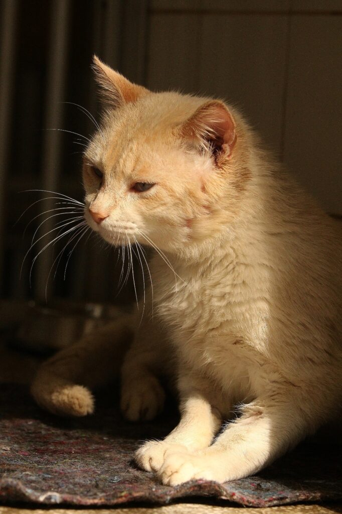 A imagem mostra um gato de pelo curto e claro, em tom creme ou alaranjado suave, sentado sobre um tapete. Ele está de perfil, olhando para a esquerda, com as patas dianteiras cruzadas. A luz quente destaca seu rosto, os bigodes longos e a textura do pelo, enquanto o fundo aparece escuro e discreto.
