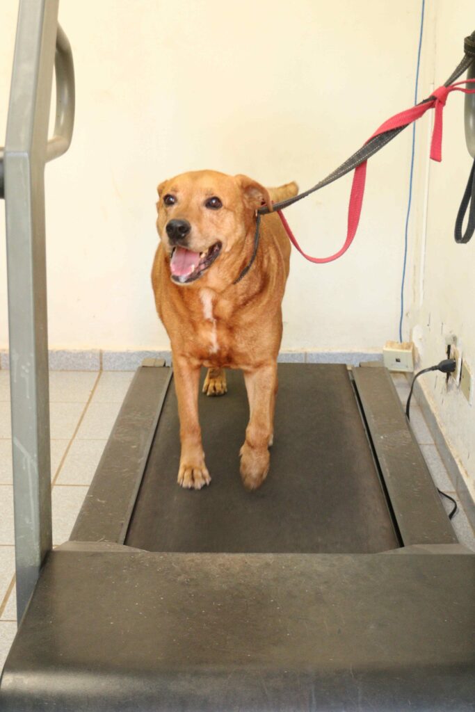 A imagem mostra um cachorro de pelo curto marrom, sentado em uma esteira ou equipamento escuro. Ele olha para a câmera com a boca aberta e a língua para fora, parecendo ofegante e animado. Usa uma coleira escura, presa a guias vermelha e preta na parede ao fundo. O ambiente parece ser interno, com piso claro e azulejos.