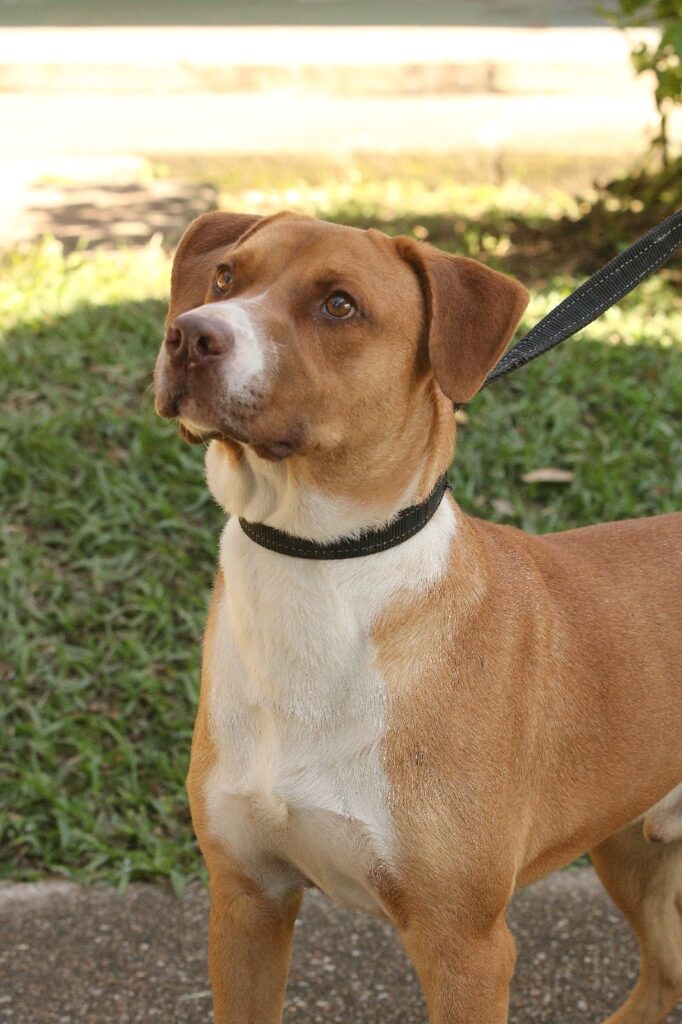 A imagem mostra um cachorro de pelo curto marrom-avermelhado, com uma grande mancha branca no focinho, no peito e nas patas. Ele está em pé, usando uma coleira preta presa a uma guia, e olha atentamente para a câmera. Ao fundo há grama, árvores e uma área clara, provavelmente uma calçada ou rua, iluminada pelo sol.