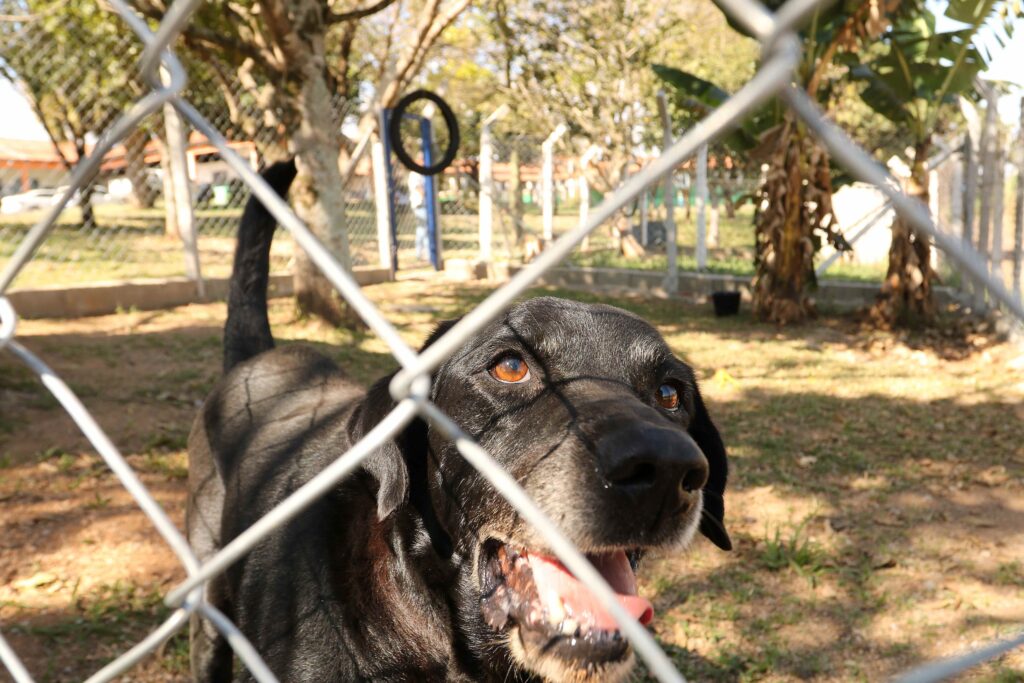 A imagem mostra um close-up de um cachorro preto atrás de uma cerca de arame. Apenas parte do rosto aparece, com um olho castanho bem visível, focinho escuro e a boca aberta, exibindo dentes e língua. Ao fundo há um parque ou jardim ensolarado, com árvores, grama e caminhos desfocados.