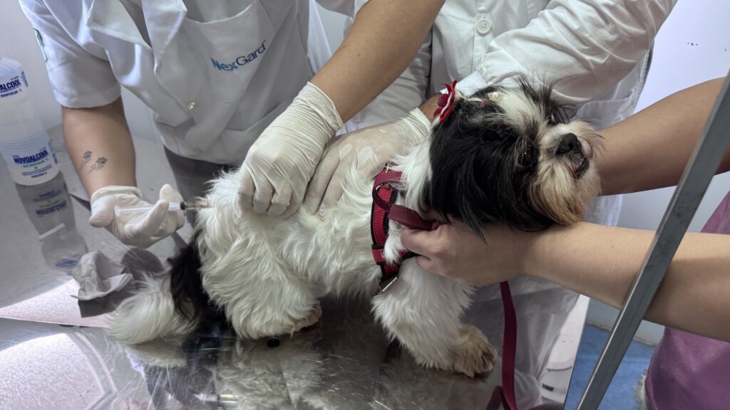 Na cena, um pequeno cachorro preto e branco está sobre uma mesa metálica de exame veterinário, recebendo uma vacina aplicada por uma pessoa com luvas. O animal, que usa uma coleira vermelha, é contido com cuidado por alguém de jaleco branco, transmitindo a ideia de atenção e segurança durante o procedimento.
