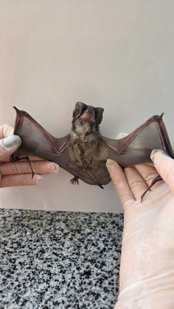 Uma fotografia em plano próximo captura um pequeno morcego sendo segurado suavemente por mãos humanas enluvadas, exibindo suas asas estendidas contra um fundo neutro em um contexto de exame clínico. A composição da cena é centralizada e focada no morcego, que ocupa o espaço central enquanto as mãos do examinador, vestidas com luvas cirúrgicas, estabilizam suas asas abertas a partir das laterais. O enquadramento é vertical e íntimo, permitindo uma observação detalhada da anatomia do animal. Não há ações complexas, apenas o gesto cuidadoso de segurar o morcego para uma inspeção, com a simetria das mãos conferindo um aspecto de procedimento técnico ou biológico. O sujeito principal é um morcego de pequeno porte com pelagem marrom-acinzentada e densa em torno do corpo e do peito. Sua cabeça apresenta características faciais distintas, com orelhas voltadas para a frente e uma boca levemente aberta, revelando uma expressão de alerta. As asas são a estrutura mais proeminente, com membranas finas e translúcidas, sustentadas por dedos alongados e delgados, que se estendem completamente para fora em ambos os lados, revelando uma textura delicada e padrões de veios finos. As garras nas pontas das asas são visíveis e finas.