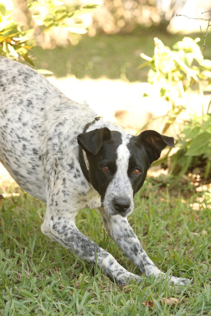 O cachorro da imagem é um belo exemplar de pelagem preta e branca, com manchas que lhe conferem um aspecto único e cheio de personalidade. Ele está em um ambiente ao ar livre, sobre a grama, iluminado pela luz do sol que ressalta o contraste de suas cores. Sua postura é baixa e atenta, com as patas dianteiras esticadas e o corpo inclinado para frente, transmitindo energia e prontidão, como se estivesse prestes a brincar ou correr. O olhar expressivo e as orelhas parcialmente dobradas reforçam a sensação de vivacidade e curiosidade, tornando a cena encantadora e cheia de movimento.