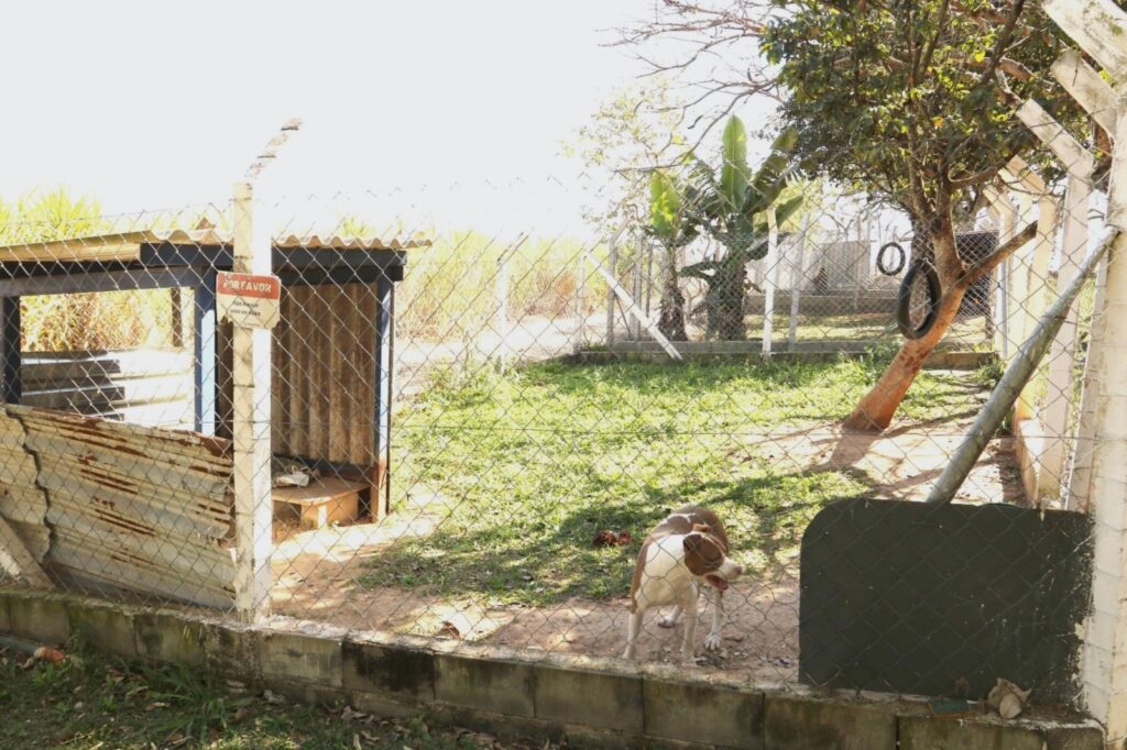 A imagem mostra um canil cercado por tela de arame, em uma área ensolarada e arborizada. No centro inferior, há um cachorro branco e marrom sentado, olhando para o lado. À esquerda, vê-se uma casinha de madeira com telhado de placas onduladas e uma placa com o aviso “Por favor, não mexer com os cães”. À direita, há uma árvore com pneus pendurados, além de outra área cercada ao fundo.