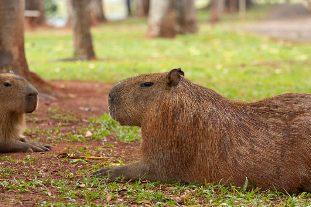 Esta fotografia captura uma cena serena ao ar livre onde duas capivaras descansam calmamente sobre a terra avermelhada, proporcionando um vislumbre tranquilo da vida selvagem em seu habitat natural. A composição da imagem é organizada de forma horizontal, com as duas capivaras ocupando o primeiro plano e o plano intermediário. A capivara principal está posicionada à direita, ocupando a maior parte do enquadramento e voltada para a esquerda, enquanto a segunda capivara está parcialmente visível à esquerda, criando um diálogo visual entre as duas. O foco está claramente no animal da frente, mantendo o fundo levemente desfocado para enfatizar os detalhes da pelagem e das características faciais. O sujeito principal é uma capivara adulta, um roedor de grande porte com uma pelagem castanha espessa e rústica, característica de sua espécie. Ela apresenta o focinho quadrado típico, olhos escuros com uma expressão contemplativa e orelhas pequenas e arredondadas. O animal está em uma pose de repouso, deitada sobre o solo, com as patas dianteiras estendidas à frente. A segunda capivara, na lateral esquerda, apresenta características físicas semelhantes, estando em uma posição de descanso que complementa a tranquilidade da cena, reforçando o comportamento social e gregário típico desses animais. Esta é uma fotografia digital de alta resolução, executada com um estilo naturalista que prioriza a fidelidade das texturas e cores do ambiente selvagem. A técnica fotográfica foca em uma profundidade de campo rasa, o que permite que a textura áspera e detalhada do pelo da capivara se destaque em relação ao gramado e às árvores ao fundo. A escolha de um ângulo baixo, ao nível do olhar do animal, cria uma conexão mais íntima e respeitosa com o sujeito, proporcionando uma perspectiva que valoriza a dimensão e a presença física da criatura. O cenário é um parque ou área arborizada com um solo de terra batida rico em tons terrosos, entremeado por manchas de grama rasteira verde. Ao fundo, árvores com troncos verticais criam um ambiente natural que filtra a luz do dia, resultando em uma iluminação suave e difusa que evita sombras fortes e ressalta as cores quentes da pelagem dos animais. A atmosfera geral é de paz e calma, transmitindo uma sensação de quietude que parece suspender o tempo, permitindo ao espectador observar o comportamento pacífico desses grandes roedores em um momento de repouso absoluto.