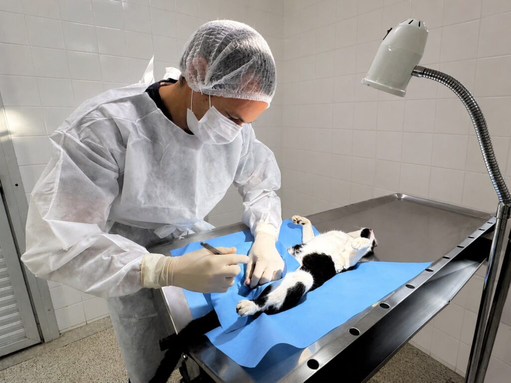 A imagem mostra um cenário clínico veterinário, com um profissional vestido em trajes cirúrgicos completos — touca, máscara, luvas e avental descartável — realizando um procedimento em um gato. O animal está deitado de costas sobre um campo estéril azul, em uma mesa de aço inoxidável, enquanto uma lâmpada de foco posicionada acima ilumina diretamente a área de trabalho. O ambiente é limpo e organizado, com paredes revestidas e atmosfera típica de uma sala cirúrgica.