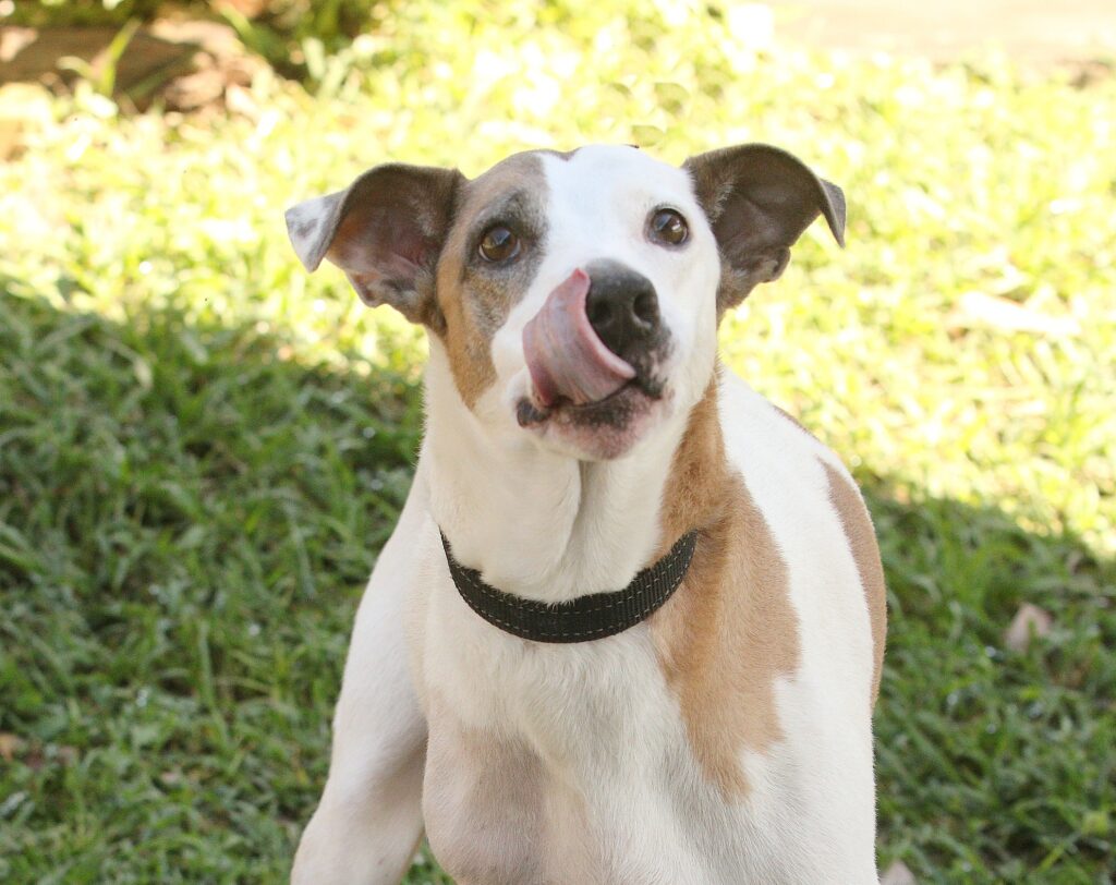 Cão de pelagem branca com manchas marrons, usando coleira preta, aparece sentado sobre a grama enquanto lambe o focinho.