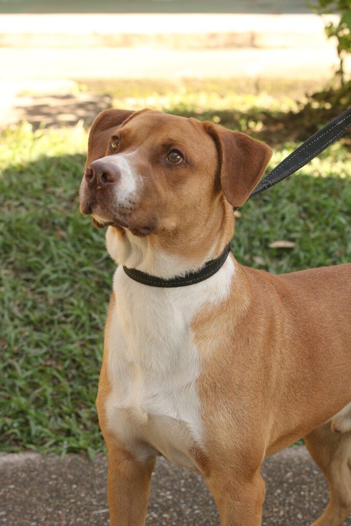 A imagem mostra um cachorro de porte médio, com pelagem curta em tons de marrom claro e branco. Ele tem uma mancha branca no peito e no focinho, enquanto o restante do corpo é predominantemente marrom. O animal usa uma coleira preta presa a uma guia da mesma cor, e aparece em um ambiente externo, sobre a grama, próximo a um caminho pavimentado.