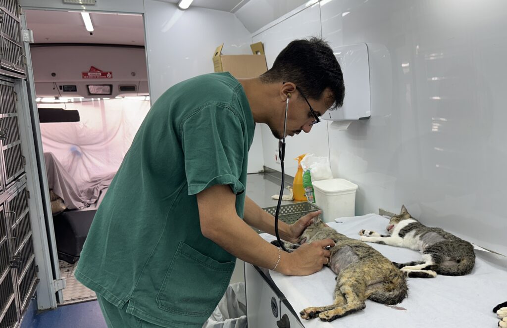 Somente no primeiro semestre de 2026, mais de 4.000 cães e gatos foram castrados pelo município, por meio de mutirões e via cadastro no sistema