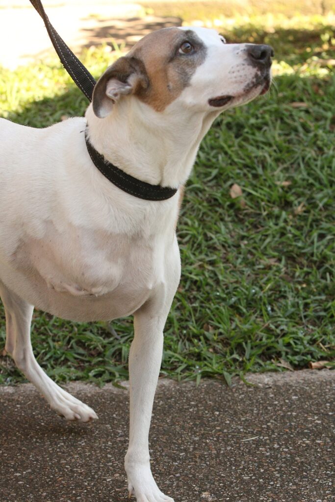 A imagem mostra um cachorro de porte médio com pelagem curta predominantemente branca e manchas marrons na cabeça, incluindo uma marca ao redor de um dos olhos. Ele usa coleira e guia pretas e está em pé sobre um piso pavimentado, ao lado de uma área gramada. O detalhe marcante é que o animal tem apenas três patas visíveis, indicando que passou por uma amputação na perna dianteira.