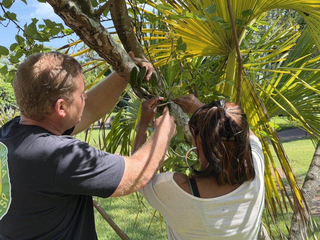 Em primeiro plano aproximado, duas pessoas trabalham em conjunto para fixar uma orquídea num tronco de árvore num parque, utilizando barbante. Vê-se a vegetação verde do parque e palmeiras ao fundo.