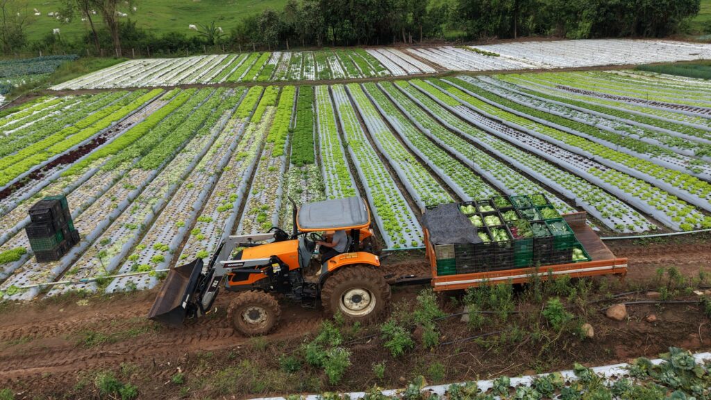 Vista aérea de um trator alaranjado a carregar caixas de hortaliças cultivadas em canteiros alinhados de uma propriedade rural.