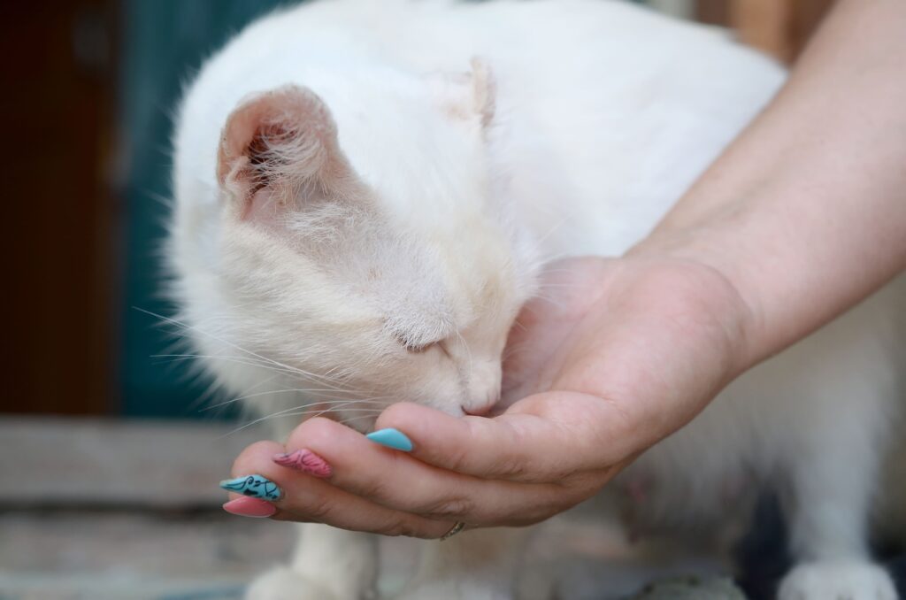 Um gato branco aproxima o focinho e come diretamente da mão aberta de uma pessoa.