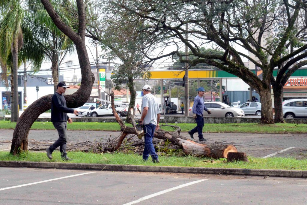 Trabalhadores municipais com uma motosserra recolhem os ramos e o tronco de uma árvore que foi cortada numa área arborizada.