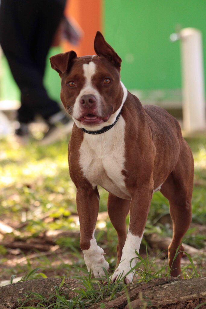 Um cão de pelagem castanha e branca, com coleira preta, caminha atento sobre a relva.