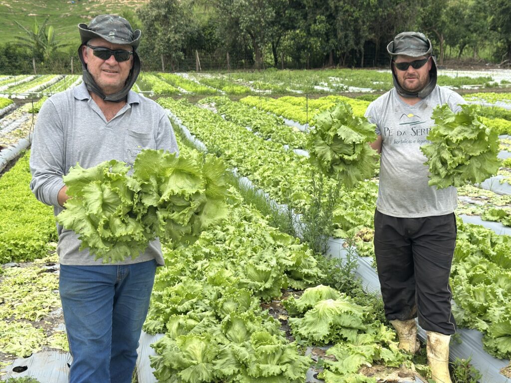 Os agricultores Vlamir e Luan Domingues, pai e filho, posam de pé na plantação a segurar pés de alface recém-colhidos.