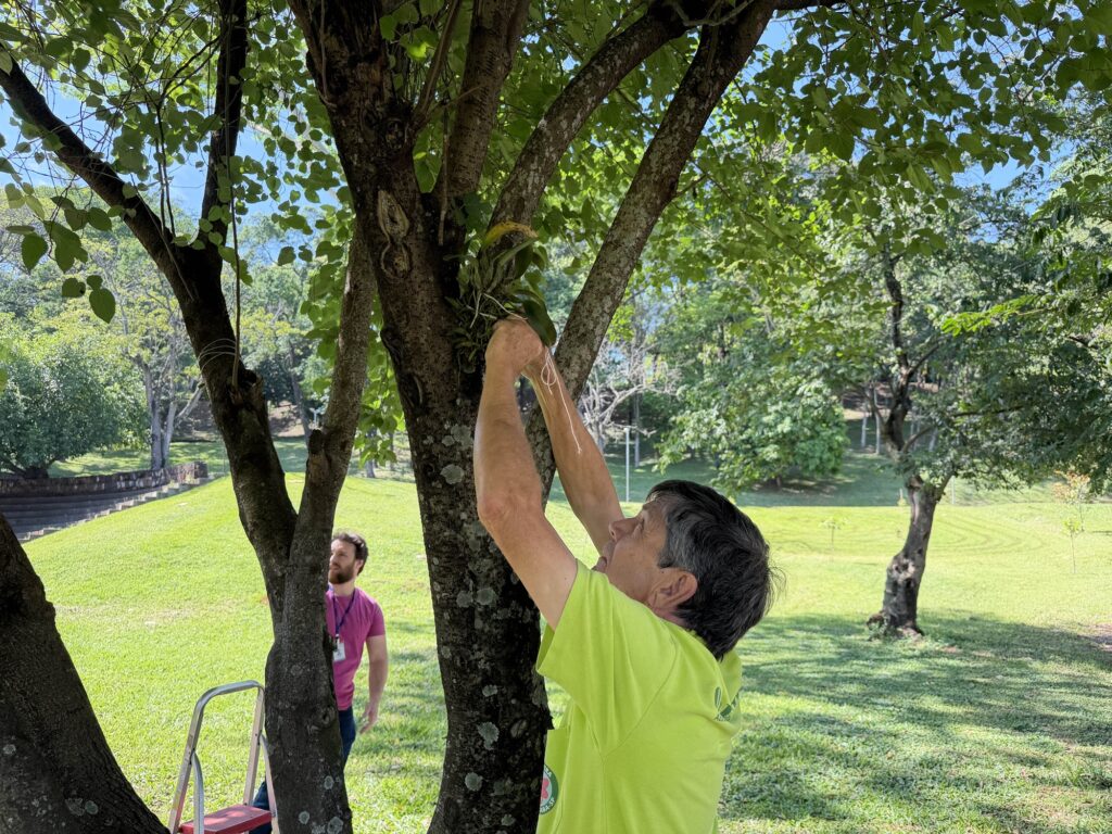 Mostra um homem com uma t-shirt verde-alface com os braços erguidos a amarrar uma orquídea no tronco de uma árvore. A cena decorre numa ampla área relvada e arborizada do parque.