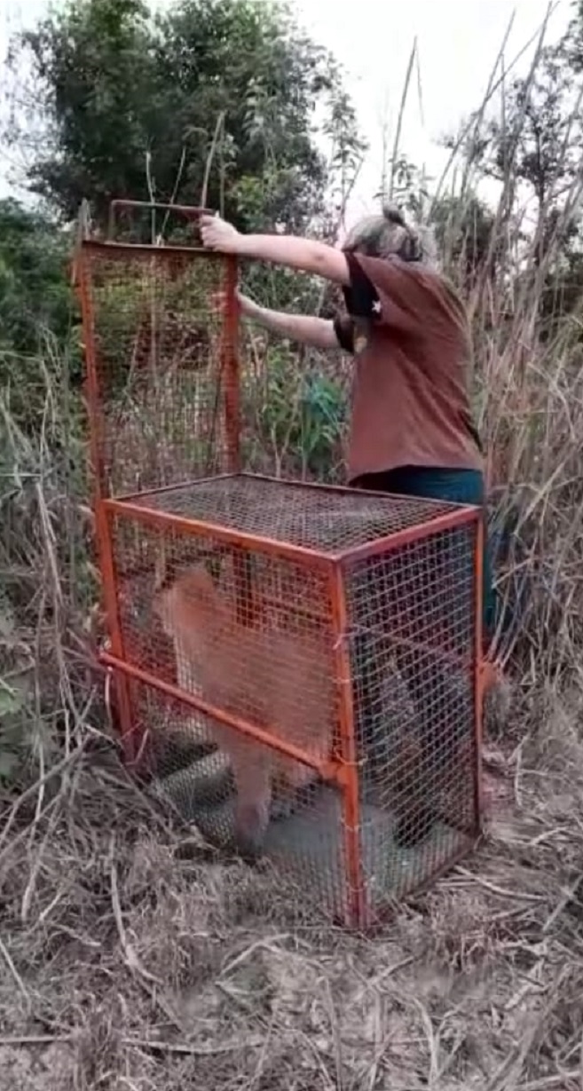 Zoo de Piracicaba auxilia no resgate de onça-parda em São Pedro – Portal do  Município de Piracicaba