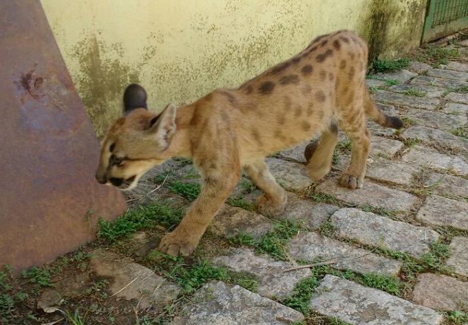 Filhote de puma era criado por família como animal de estimação na Argentina